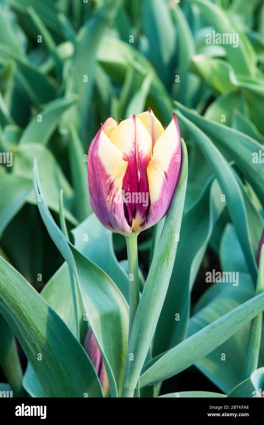 Close up of tulipa Gavota. A single flowered dark burgundy and pale yellow tulip belonging to the triumph group of tulips Division 3 Stock Photo