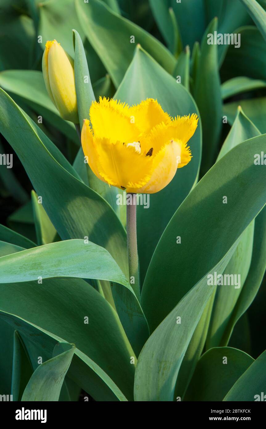 Close up of tulipa Crystal Star. A single fringed mid to late spring flowering yellow tulip belonging to the Fringed group of tulips Division 7 Stock Photo
