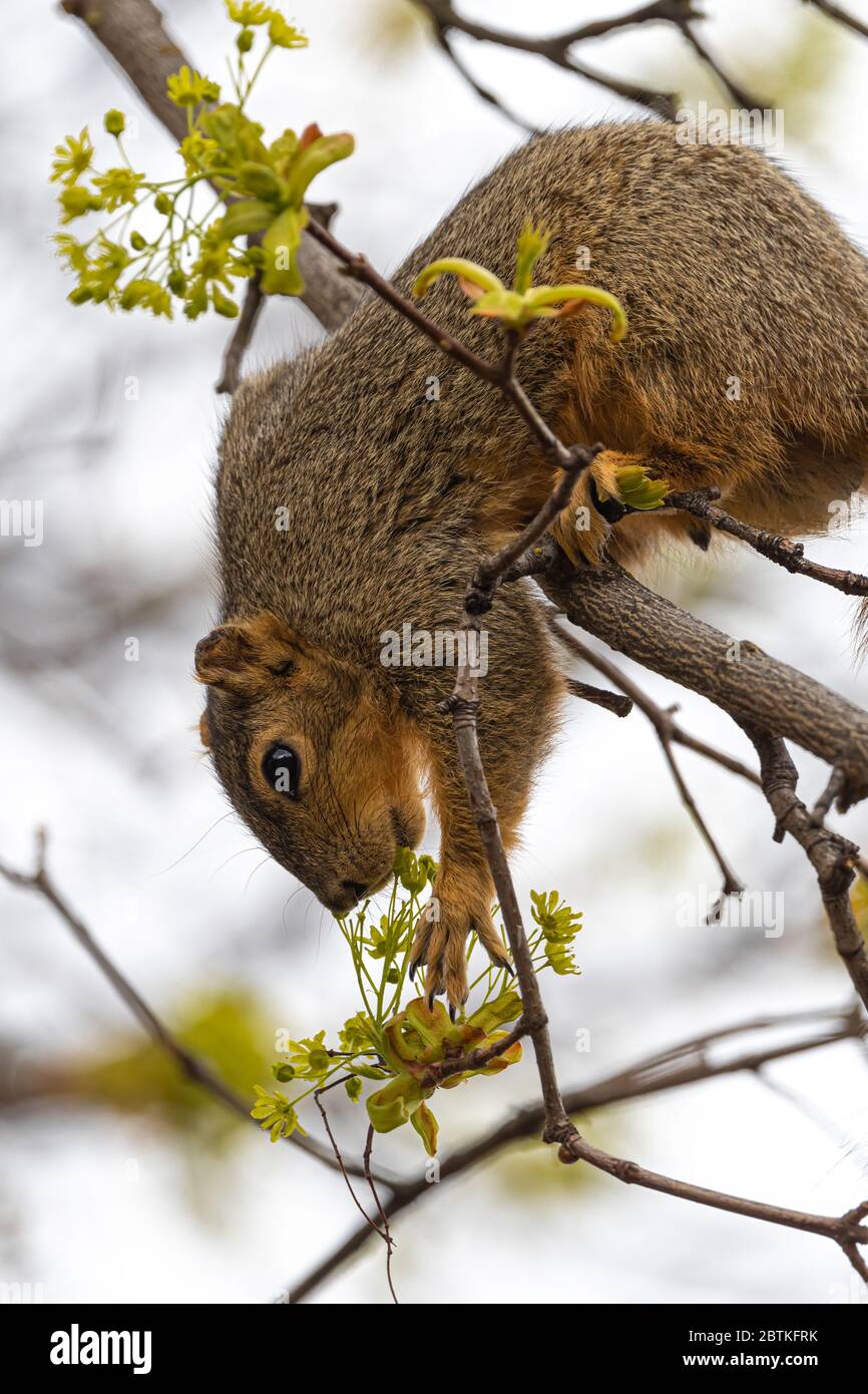 Eastern Fox Squirrel (Sciurus niger) Munching Maple Tree Flowers in Spring Stock Photo