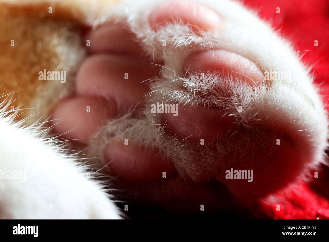 Bits and parts of a cat shot in macro, very up close and in color. Beans, paws, ears, fur