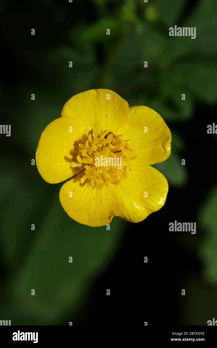 Wild Yellow Ranunculus Yellow wild flower blossom ranunculus acris buttercup family ...