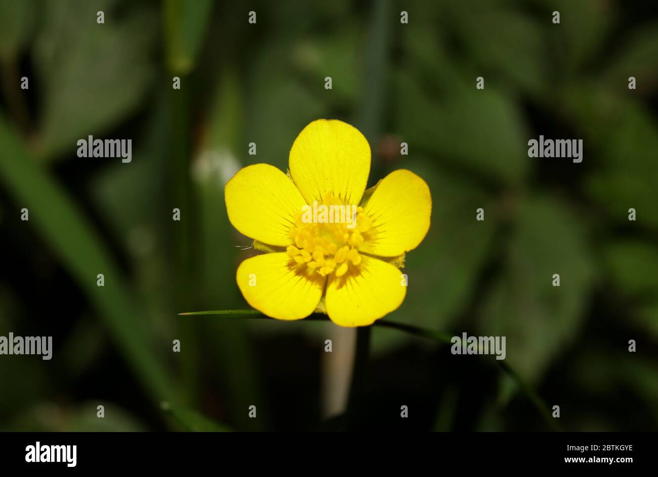 Wild Yellow Ranunculus Yellow wild flower blossom ranunculus acris buttercup family ...