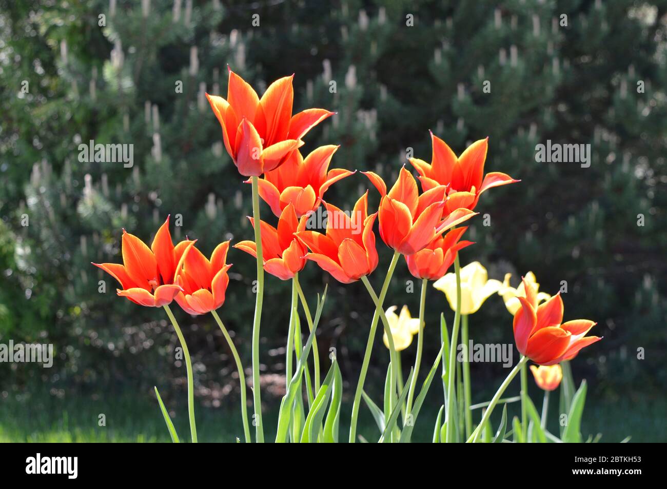 Red and yellow tulips blossom and open wide in the early morning sun.  Signal that good weather and longer days are here. Stock Photo