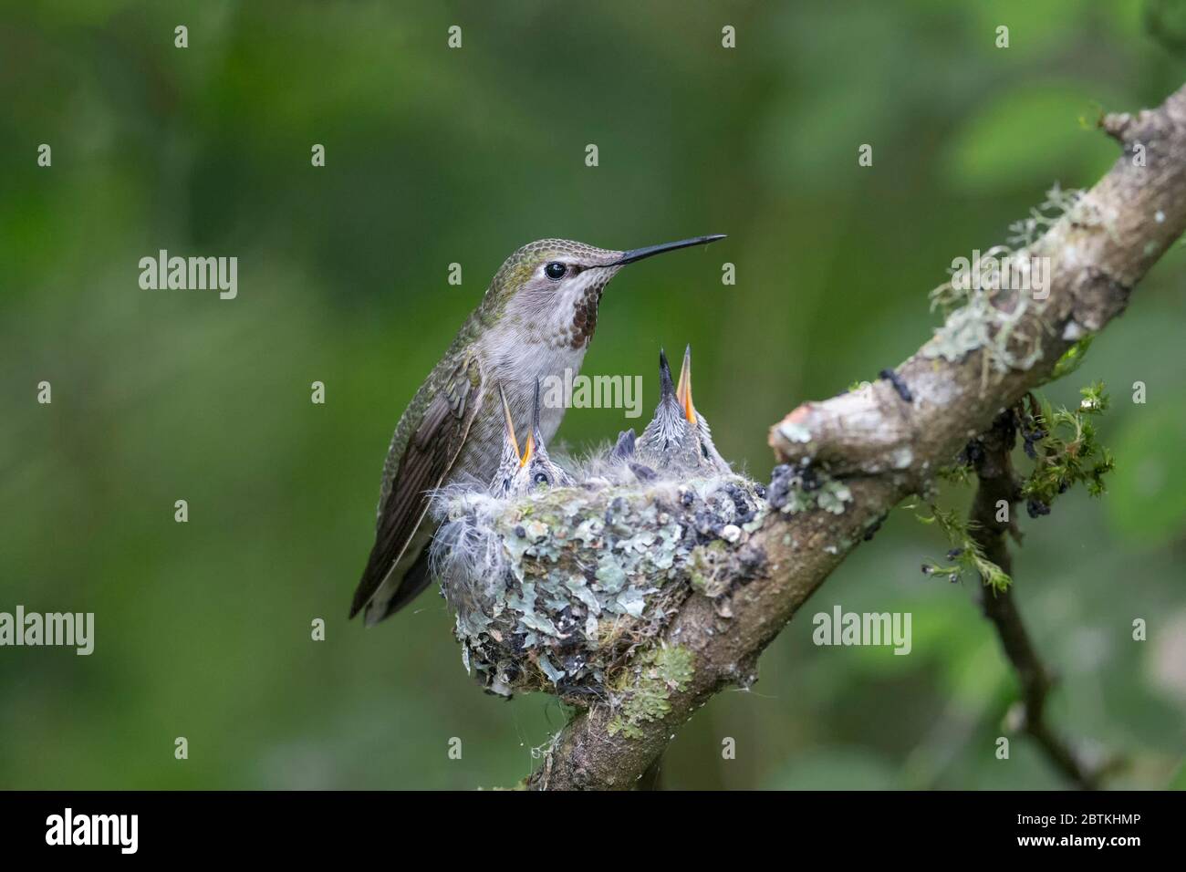 Anna's hummingbird nest at Delta BC Canada Stock Photo