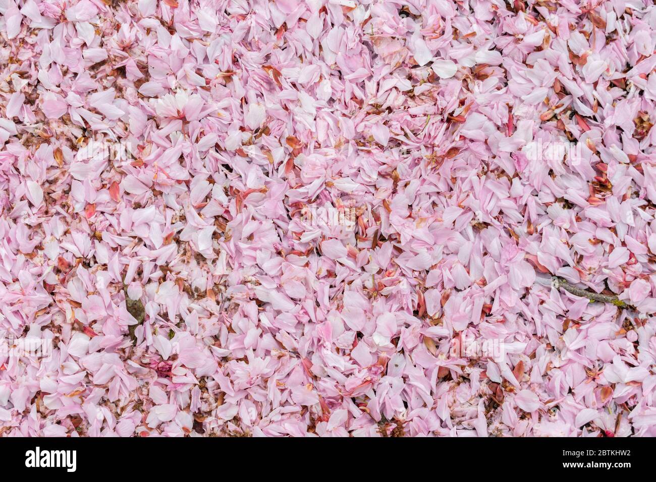 Cherry flower. Pink cherry for background use. Stock Photo