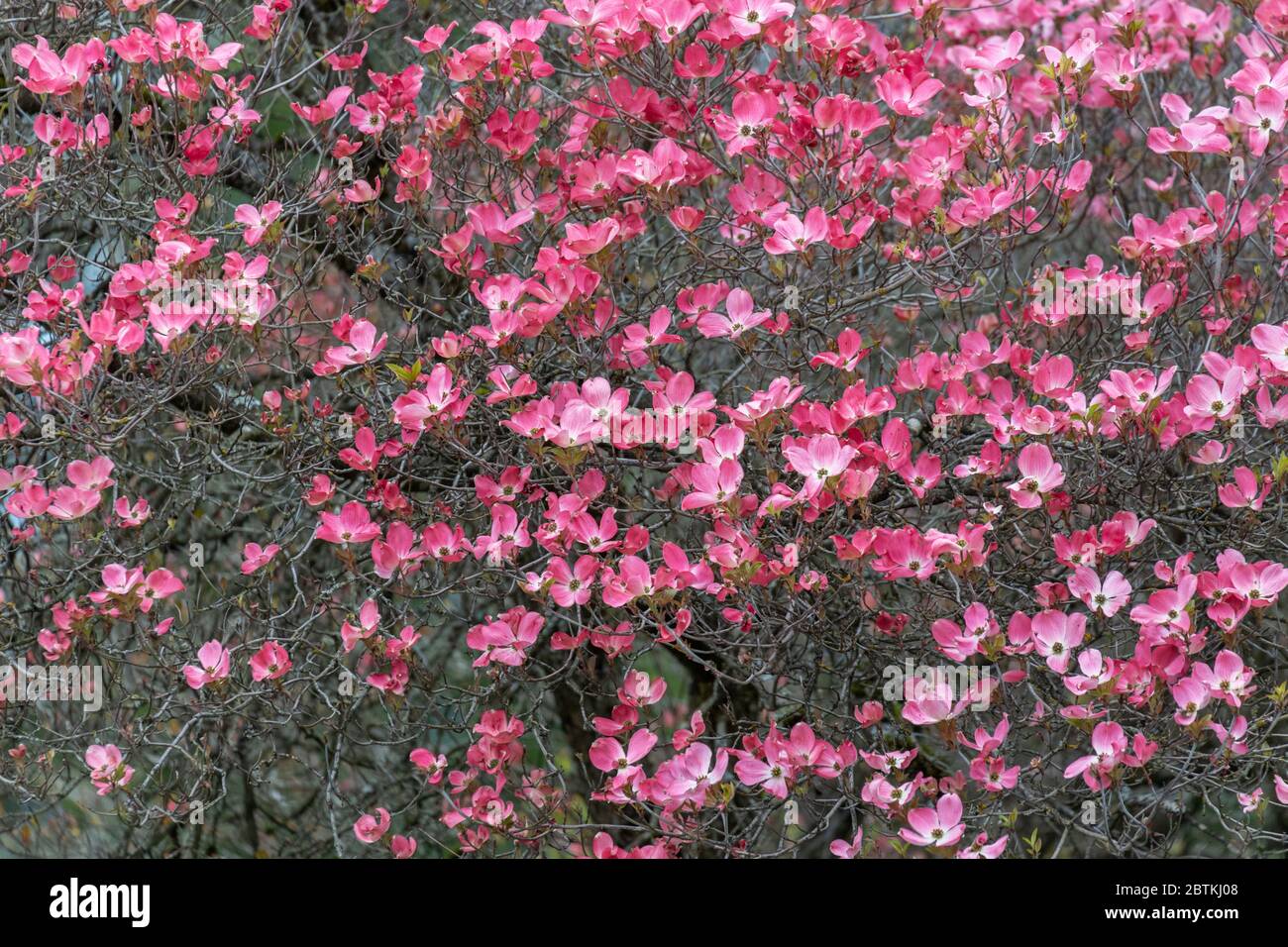 Pink Dogwood Tree at Vancouver BC Canada Stock Photo - Alamy