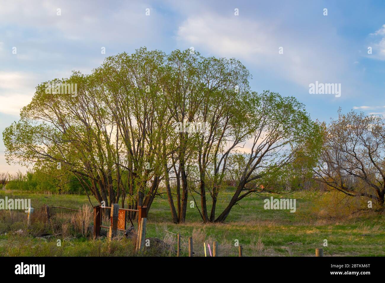 Trees growing in a small group near the outskirts of the city of Saskatoon in Saskatchewan, Canada during the evening golden hour Stock Photo