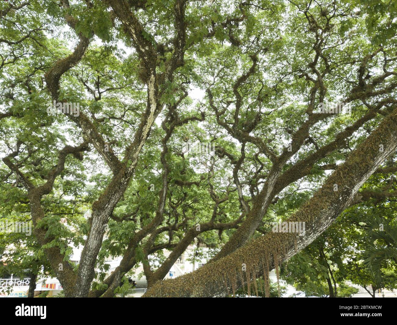 big old tree ( Samanea Saman ) low angle view with foliage covering all the frame of the shoot in middle the park in center of town in urban landscape Stock Photo