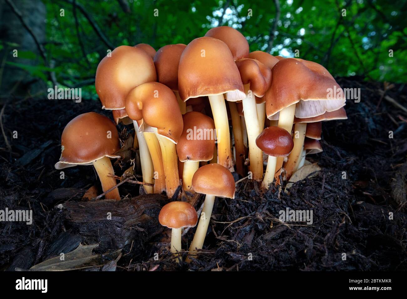 Cluster of mushrooms emerging (Gymnopus dryophilus) - Brevard, North Carolina, USA Stock Photo
