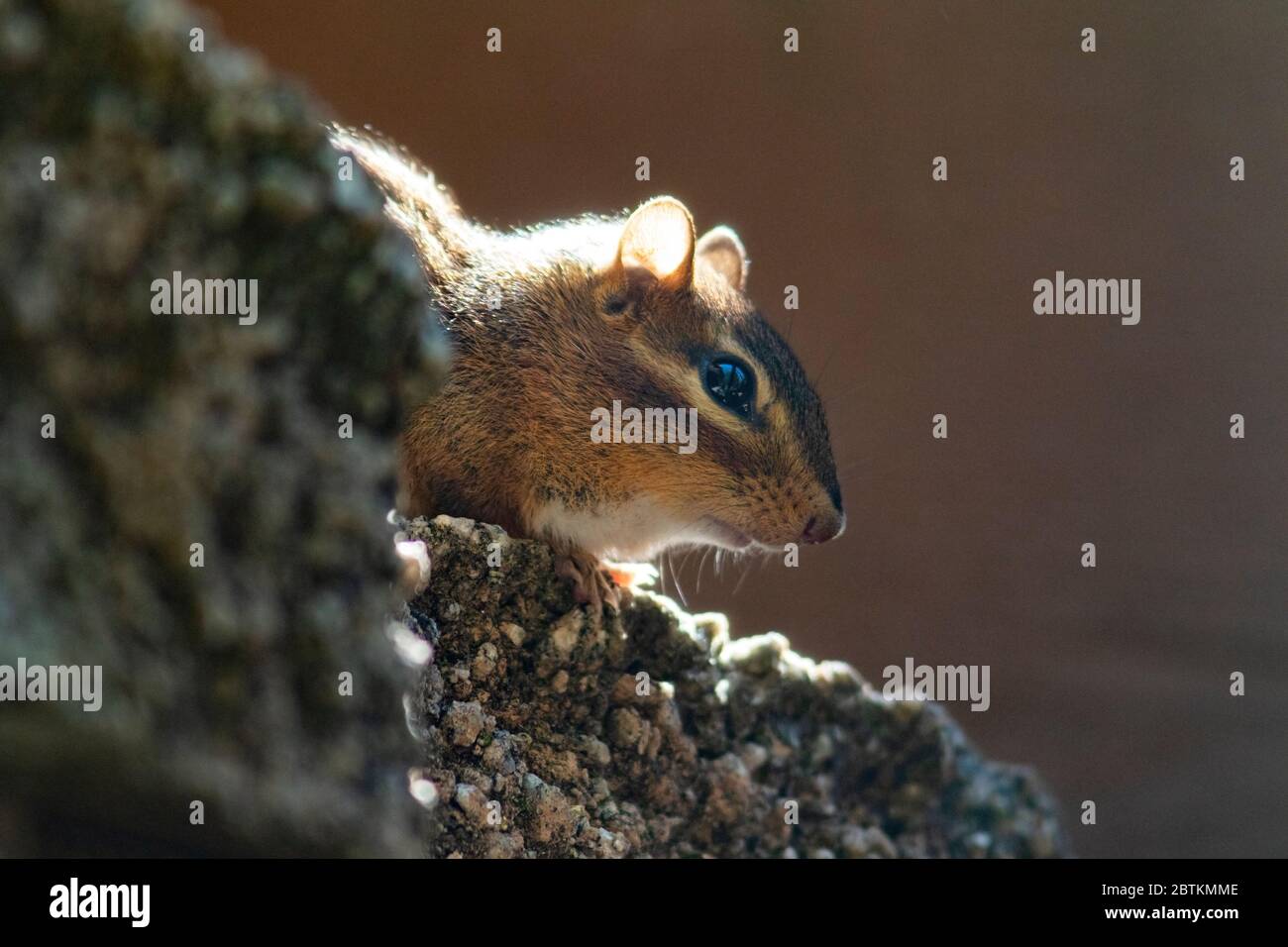 Eastern Chipmunk (Tamias striatus) peeking out of rocks - Brevard, North Carolina, USA Stock Photo