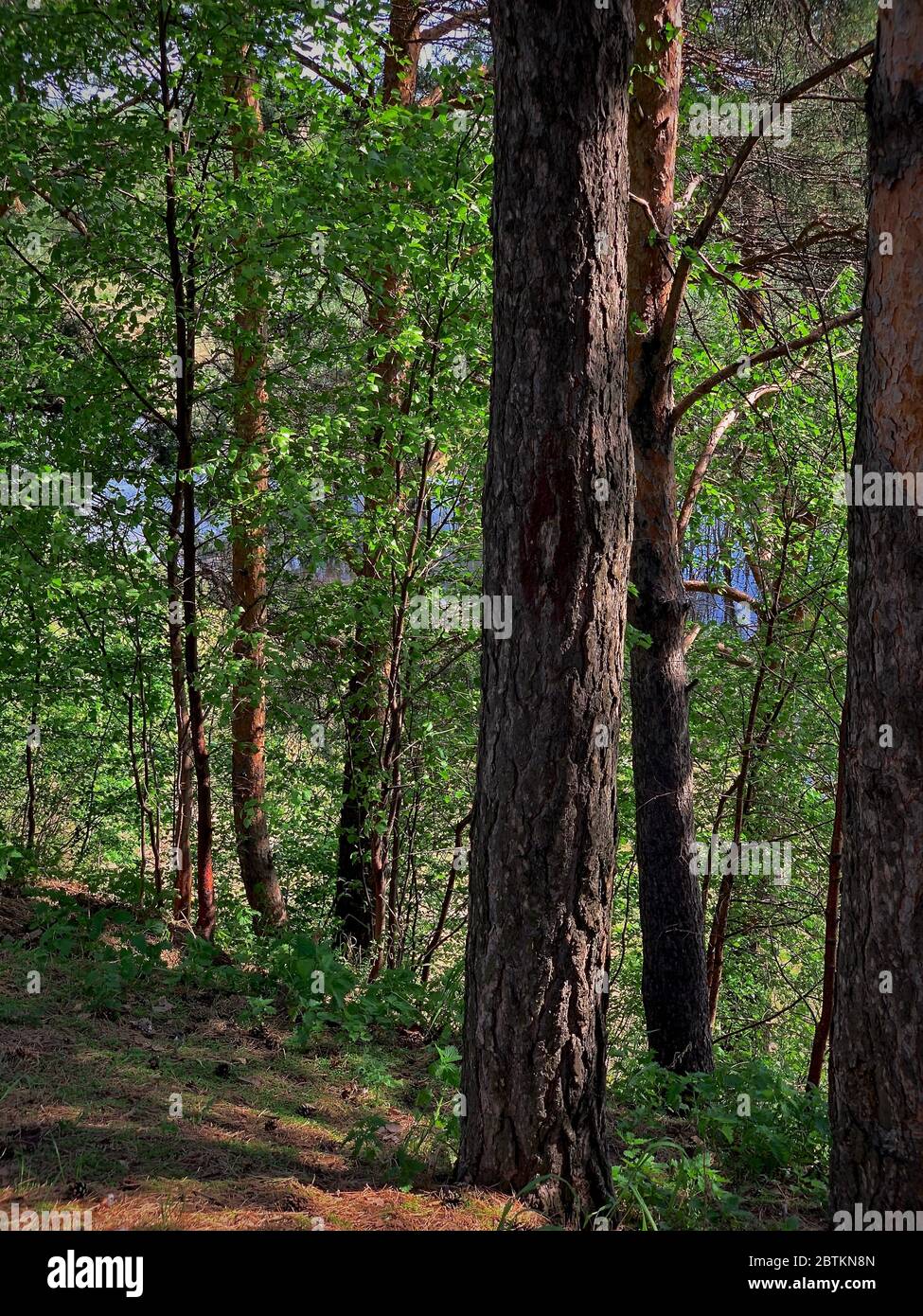 Shady thickets of trees in the forest taiga in the spring. Stock Photo