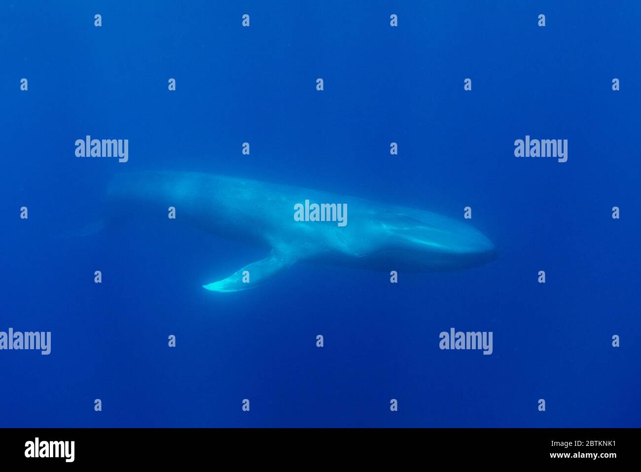 Blue Whale, Atlantic Ocean, Pico Island, The Azores. Stock Photo