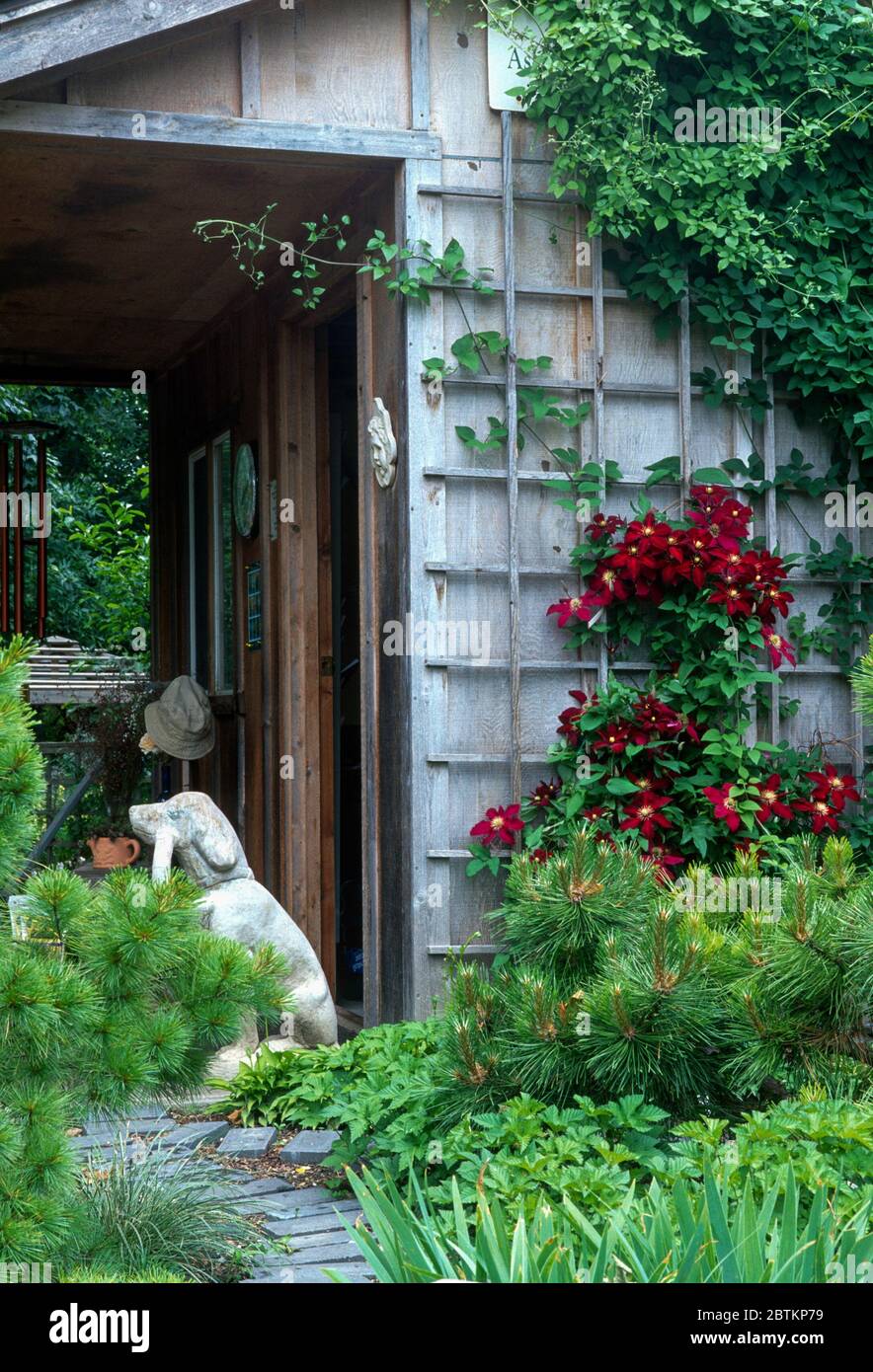 Clematis Niobe on trellis dog statue Stock Photo Alamy