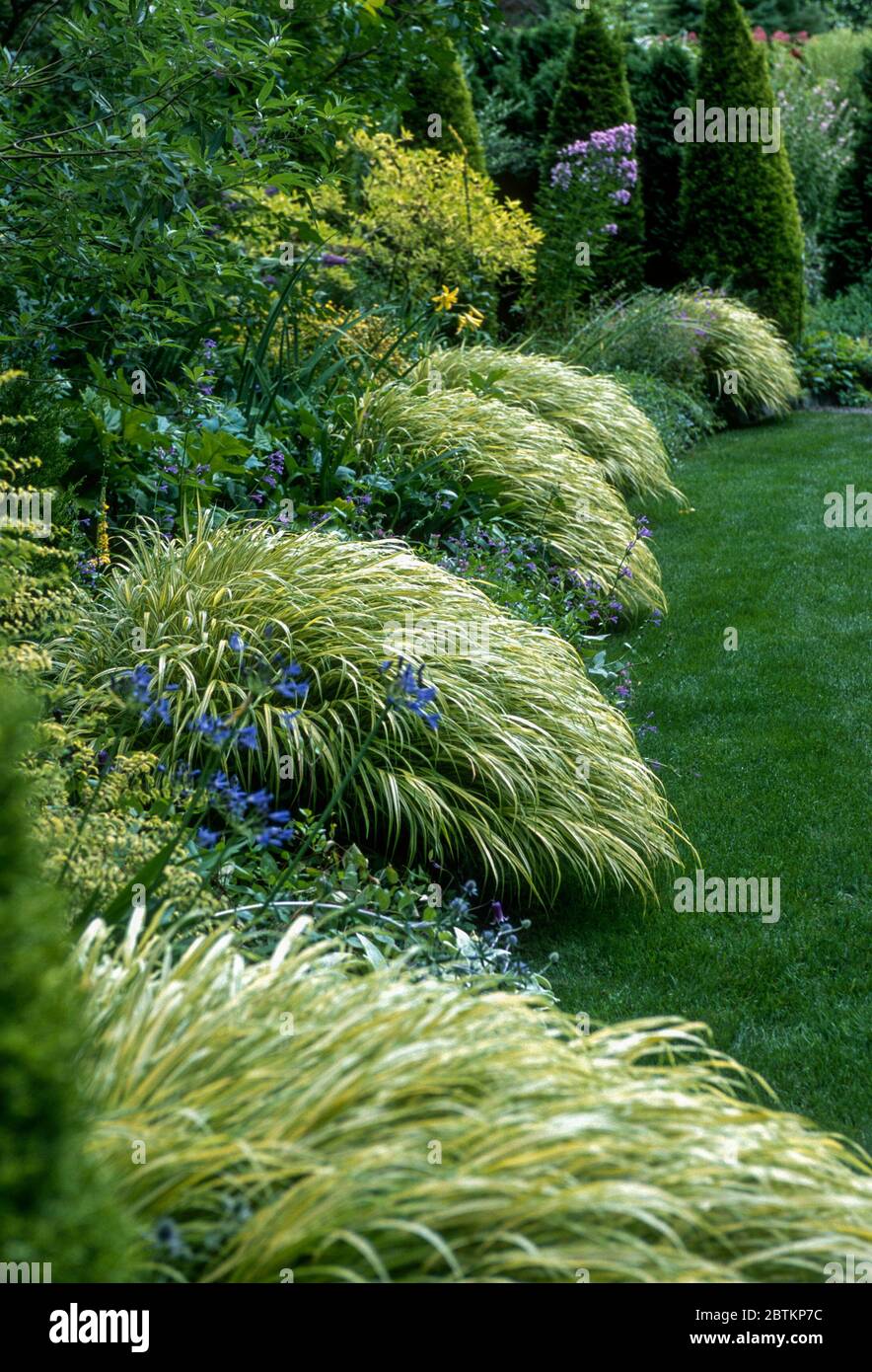 Shade garden edged with Hakenchloa grass Stock Photo