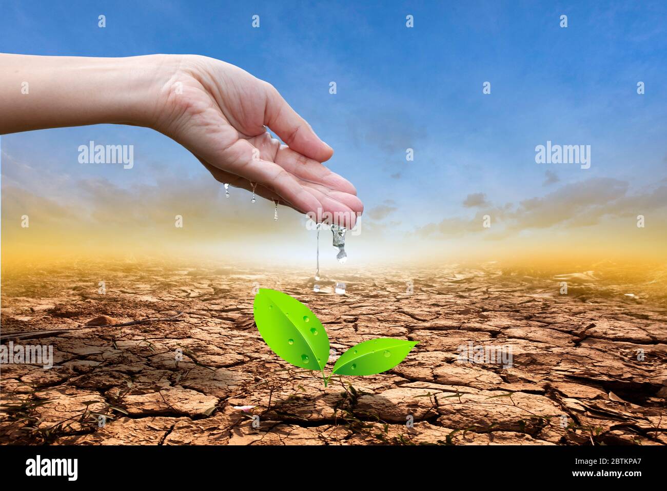 Close up hands watering a tree on cracked earth. Protect nature and environment. Stock Photo