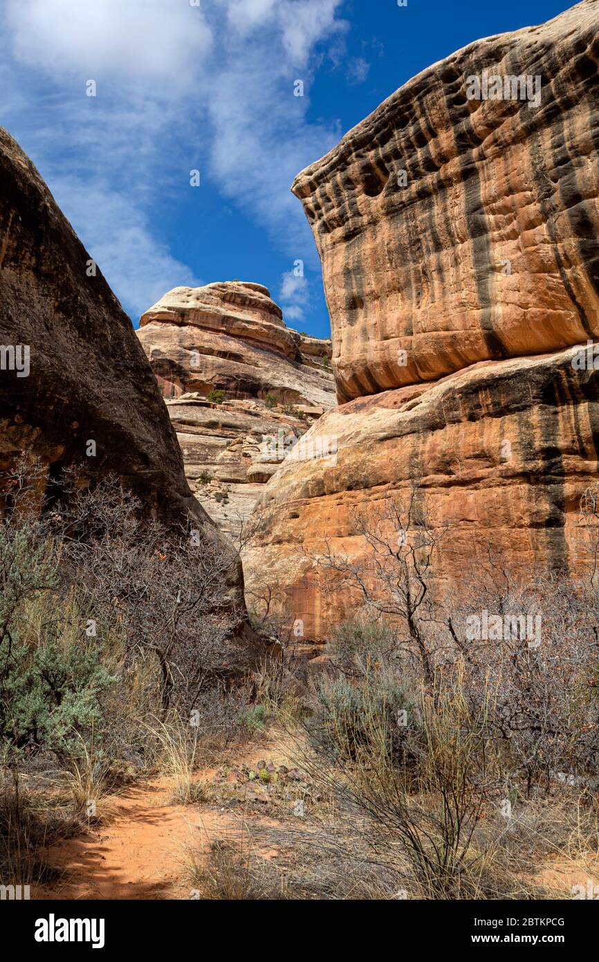 UT00652-00...UTAH - The Loop Trail in a narrow section of the White Canyon in Natural Bridges National Monument. Stock Photo