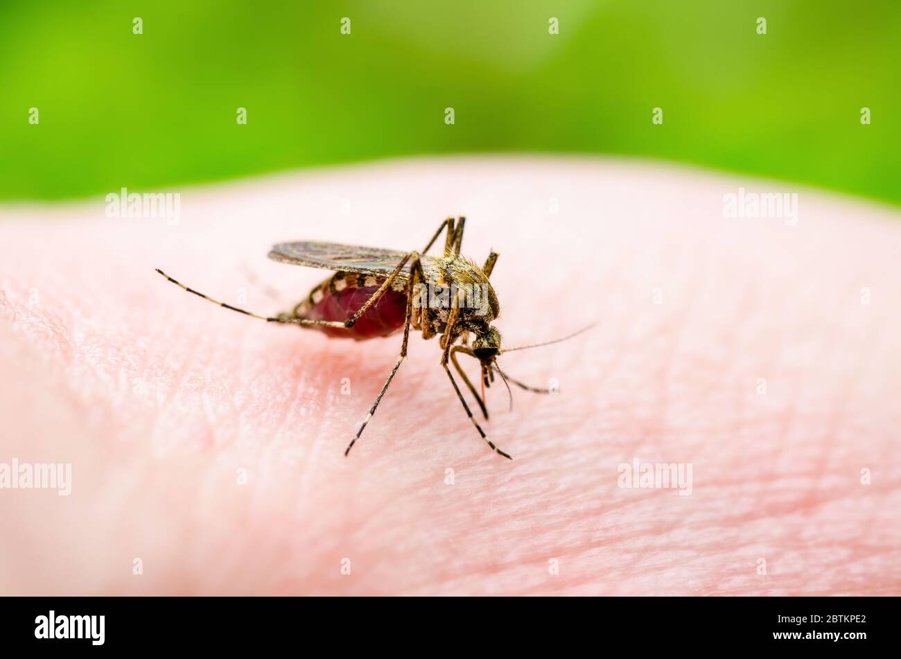 Cukes Insect Injury Dangerous Zika Infected Culex Mosquito Bite, Leishmaniasis ...