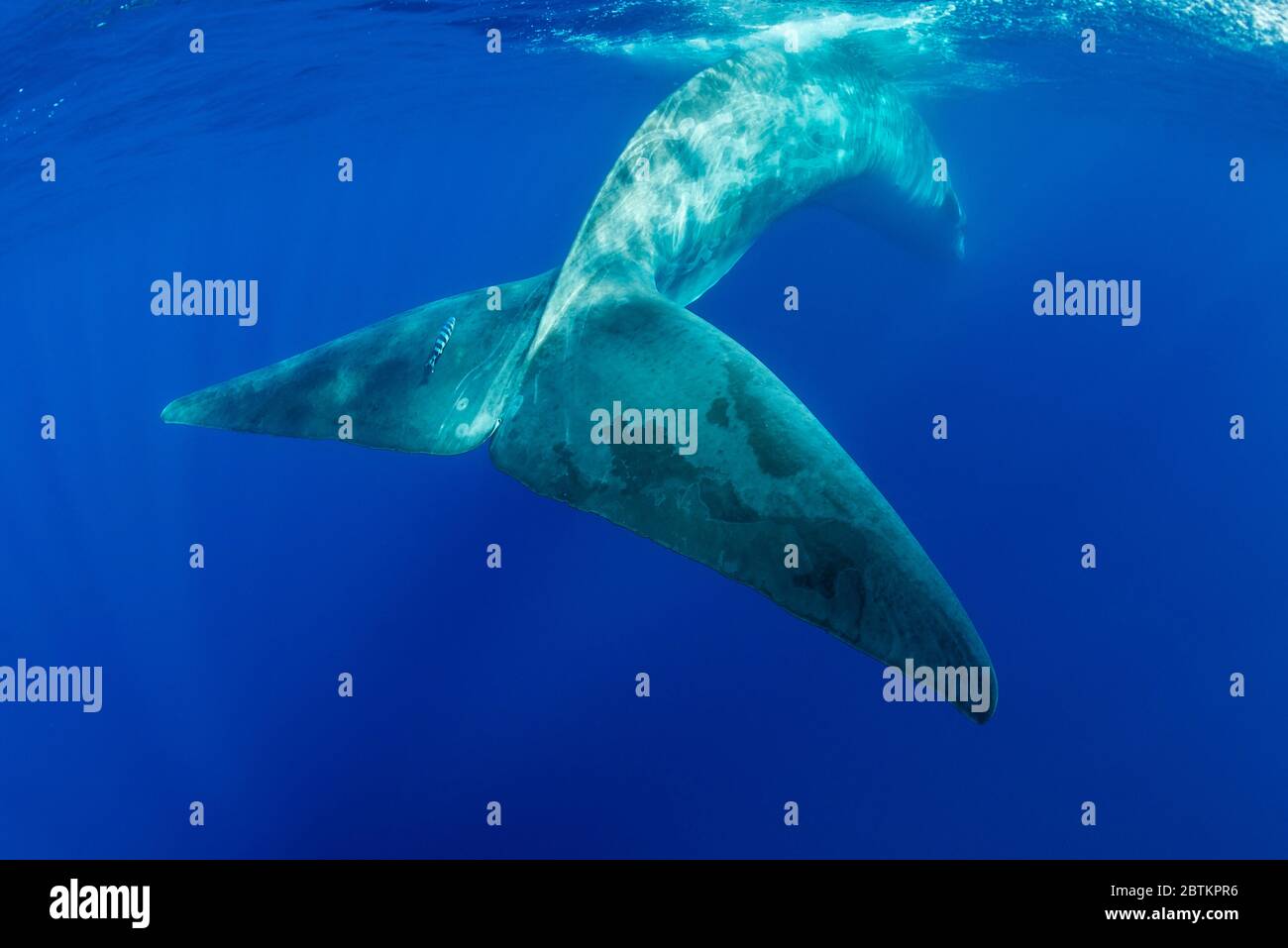 Fin Whale, Atlantic Ocean, Pico Island, The Azores. Stock Photo
