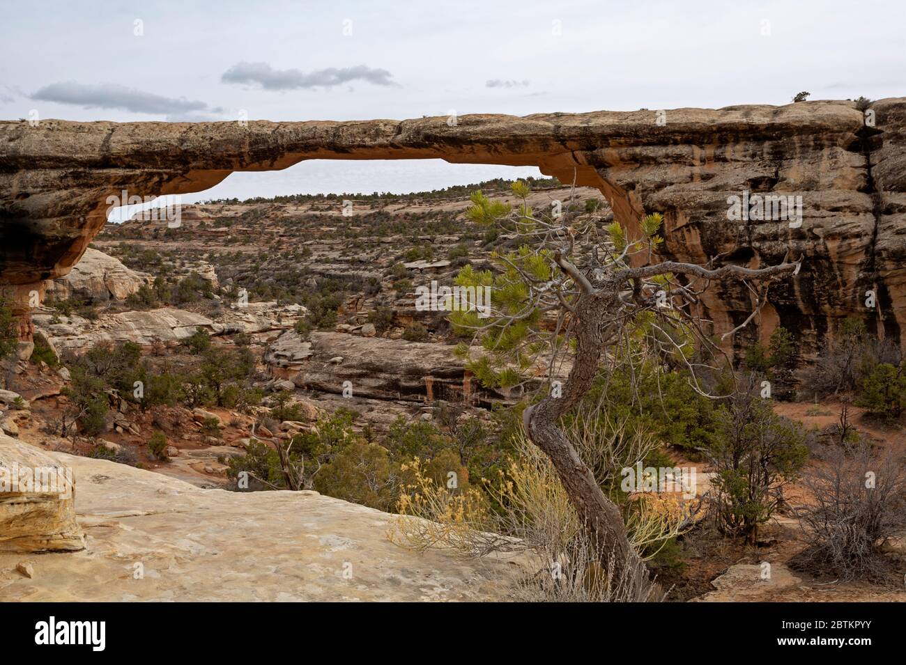 UT0067600...UTAH Owachomo Bridge in Natural Bridges National