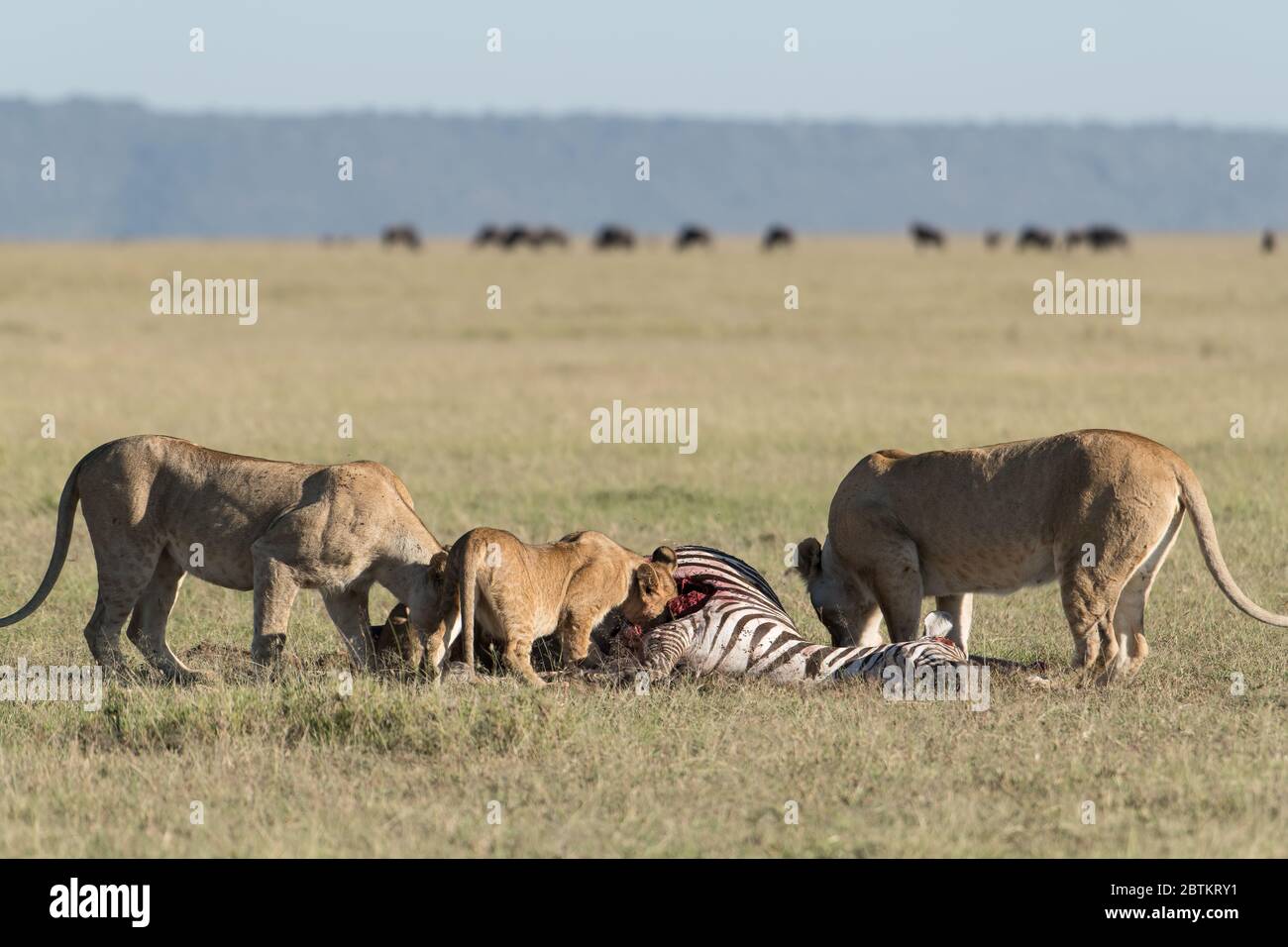 Lion pride eats zebra Stock Photo - Alamy
