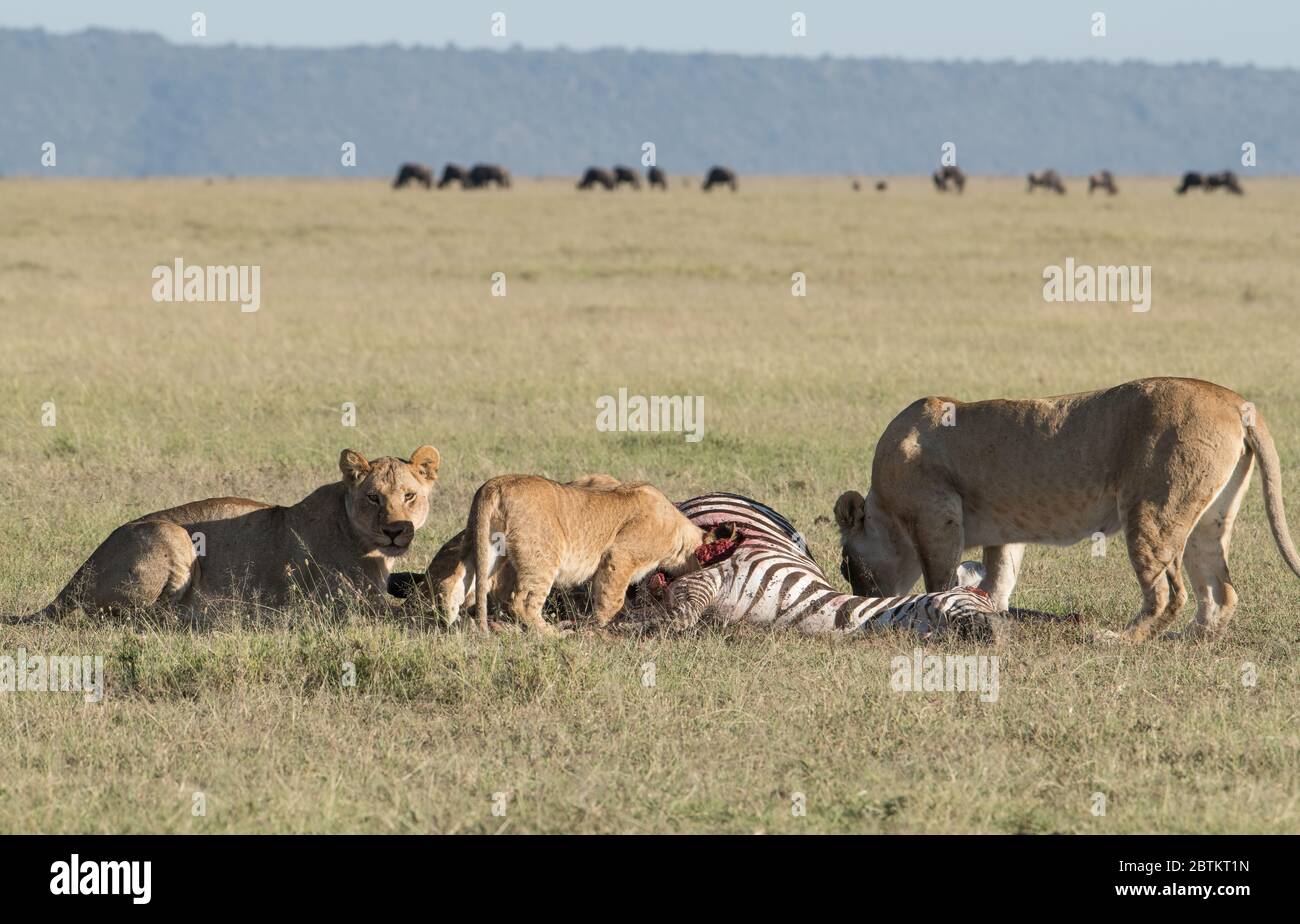 Lion pride eats zebra Stock Photo