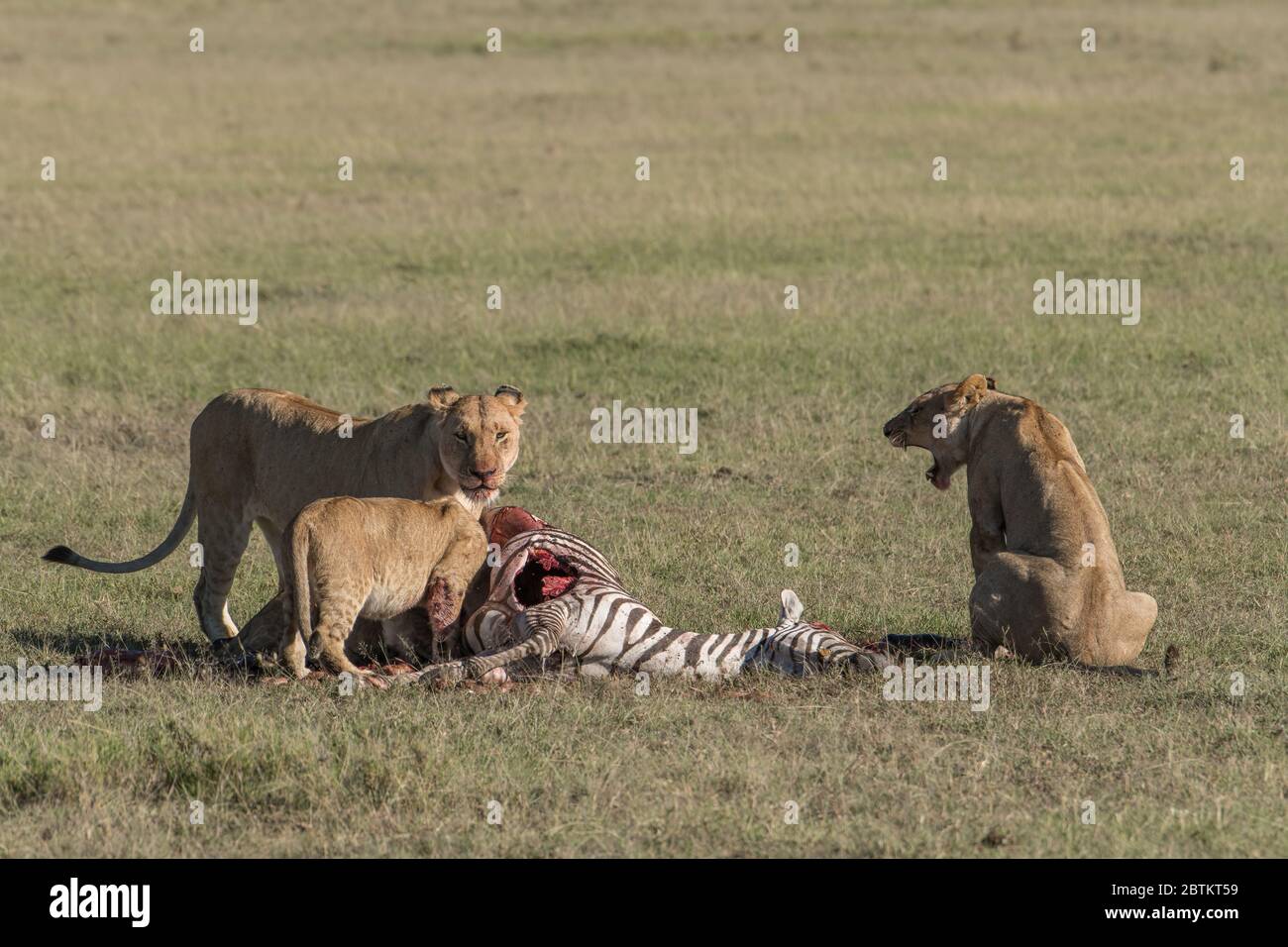 Lion pride eats zebra Stock Photo - Alamy