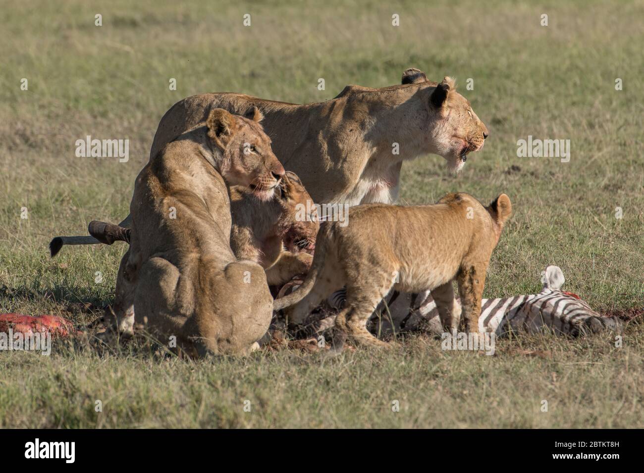 Lion pride eats zebra Stock Photo - Alamy