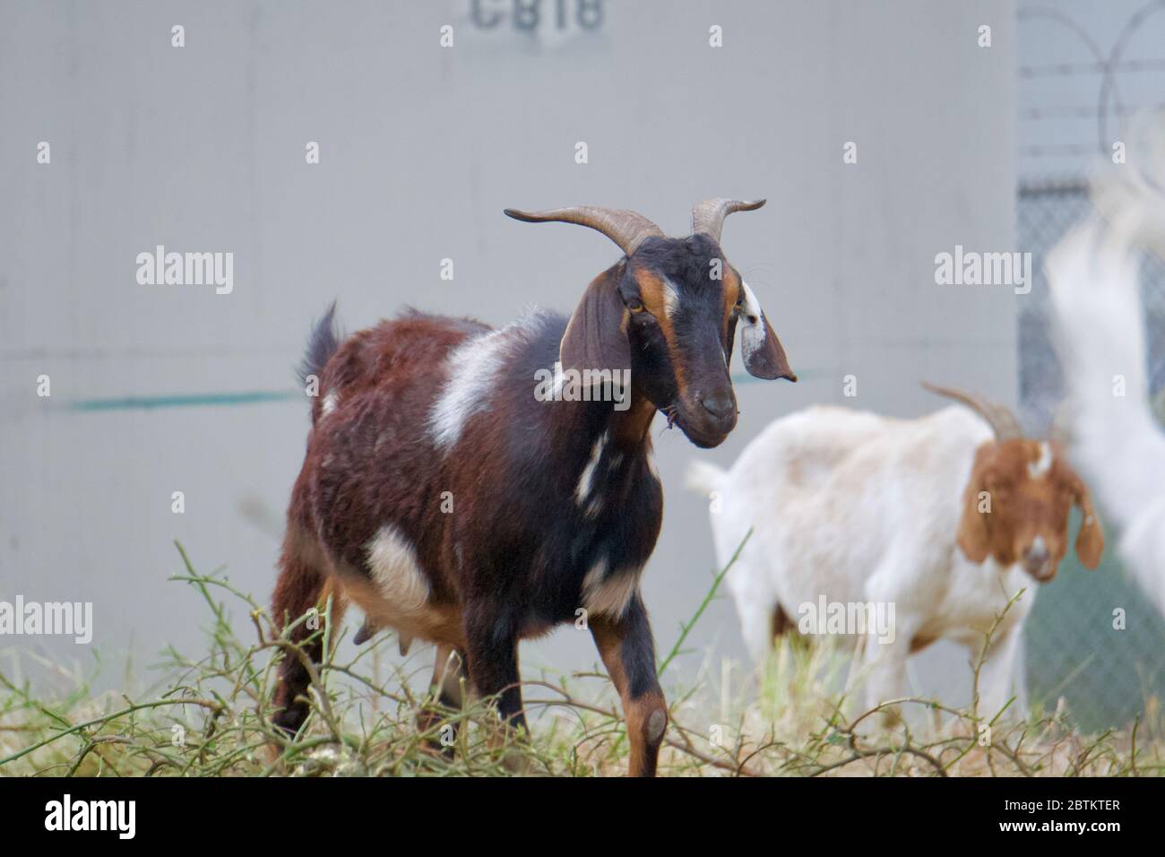 Rented goats hired to graze and remove weeds for sustainable land management and fire risk reduction under highways in the city. Oakland, California Stock Photo