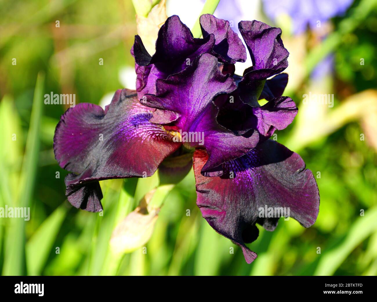 Dark purple bearded iris flower at full bloom Stock Photo