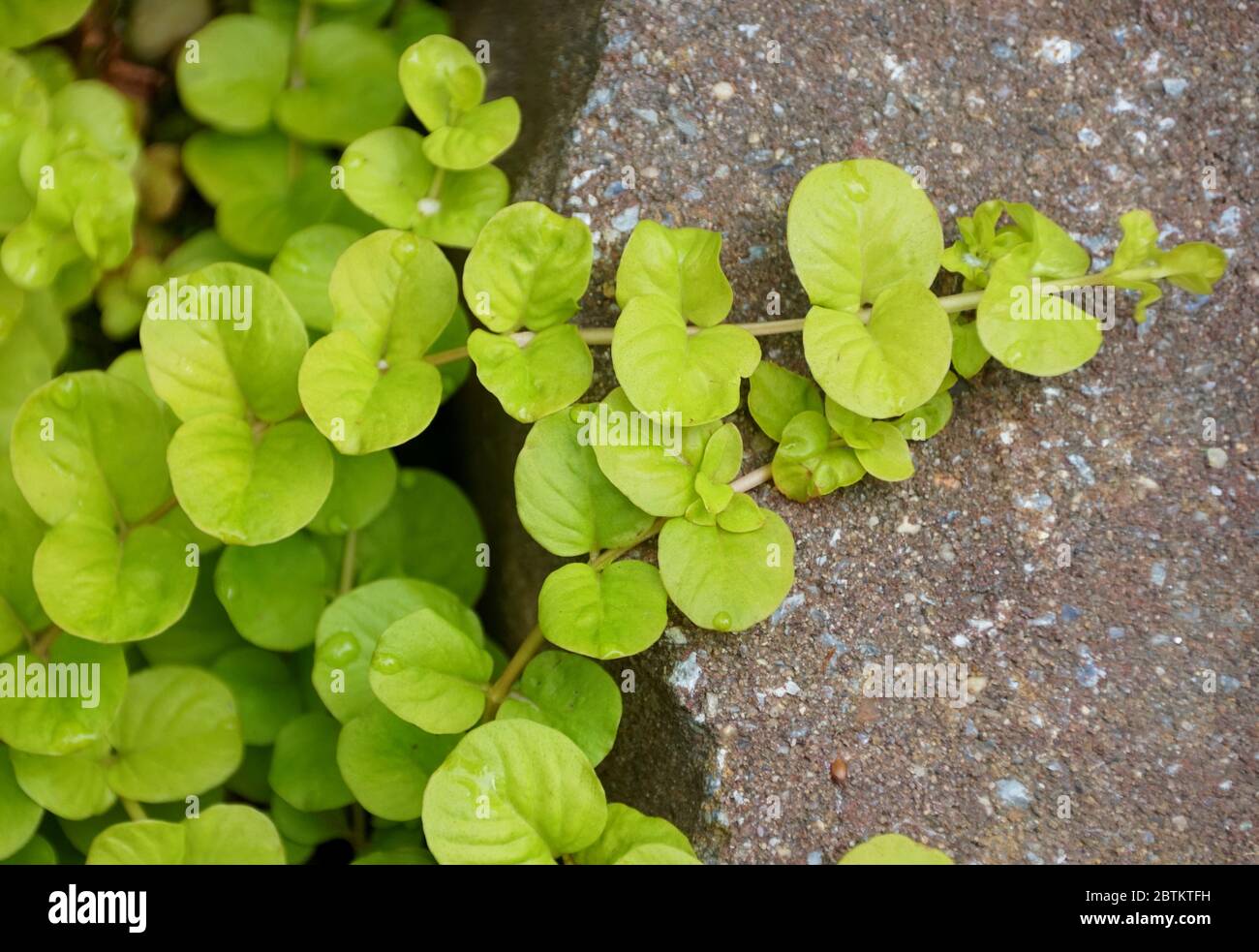 Beautiful Creeping Jenny ground cover plant climbing on top of a rock Stock Photo