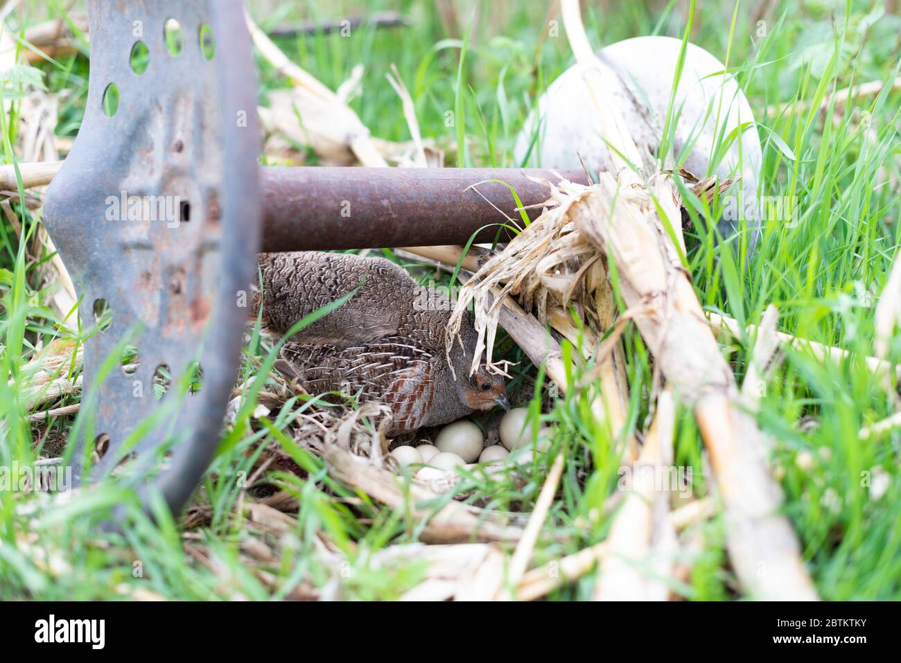A Hungarian Partridge female on a nest in North Dakota Stock Photo Alamy