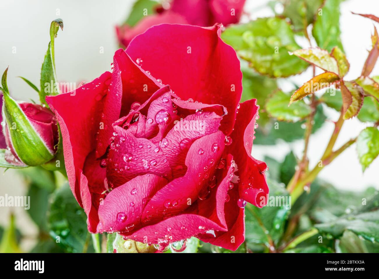 Rose water drops hi-res stock photography and images - Alamy