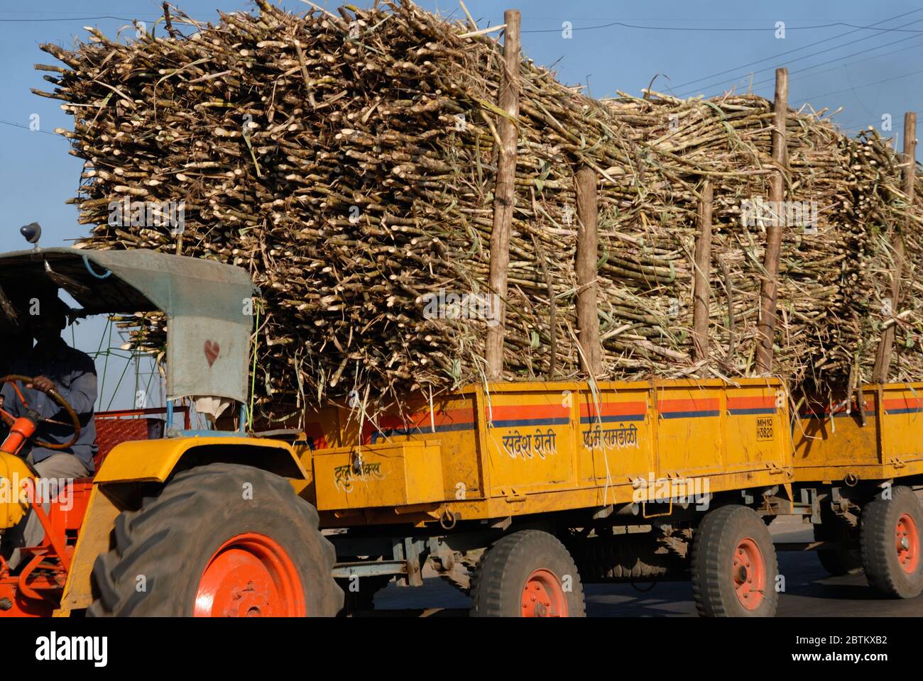 Sangli, Maharashtra; India- Dec 09,2006 : After harvest Sugarcane or Saccharum Officinarum being transported by truck to a sugar factory in Sangli Stock Photo