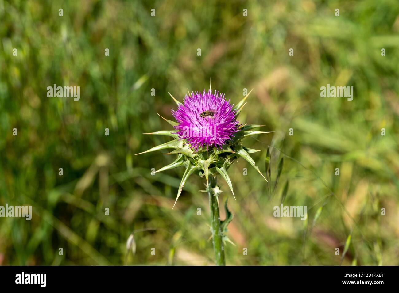 Single bee pollinating flower weed flowering purple flower Stock