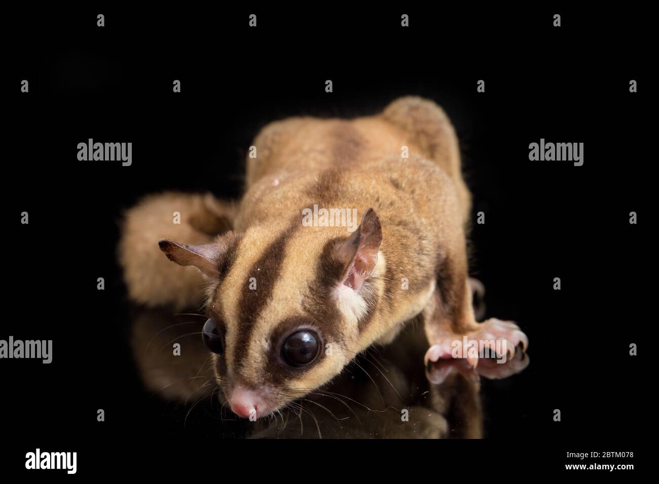 Sugar Glider Petaurus Breviceps Isolated On Black Background Stock Photo Alamy
