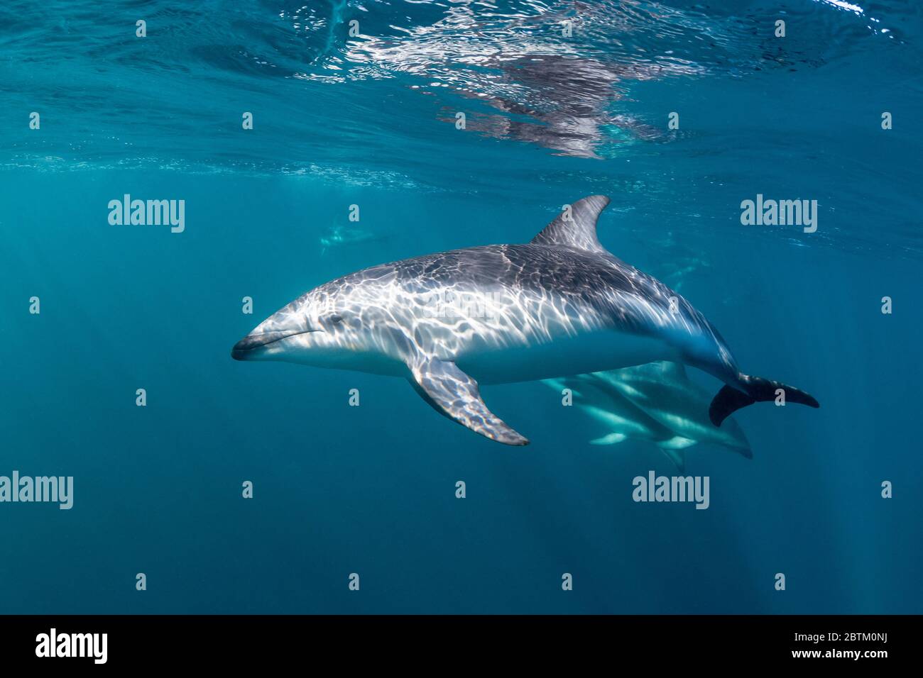 Dusky Dolphins, Nuevo Gulf, Valdes Peninsula, Argentina. Stock Photo
