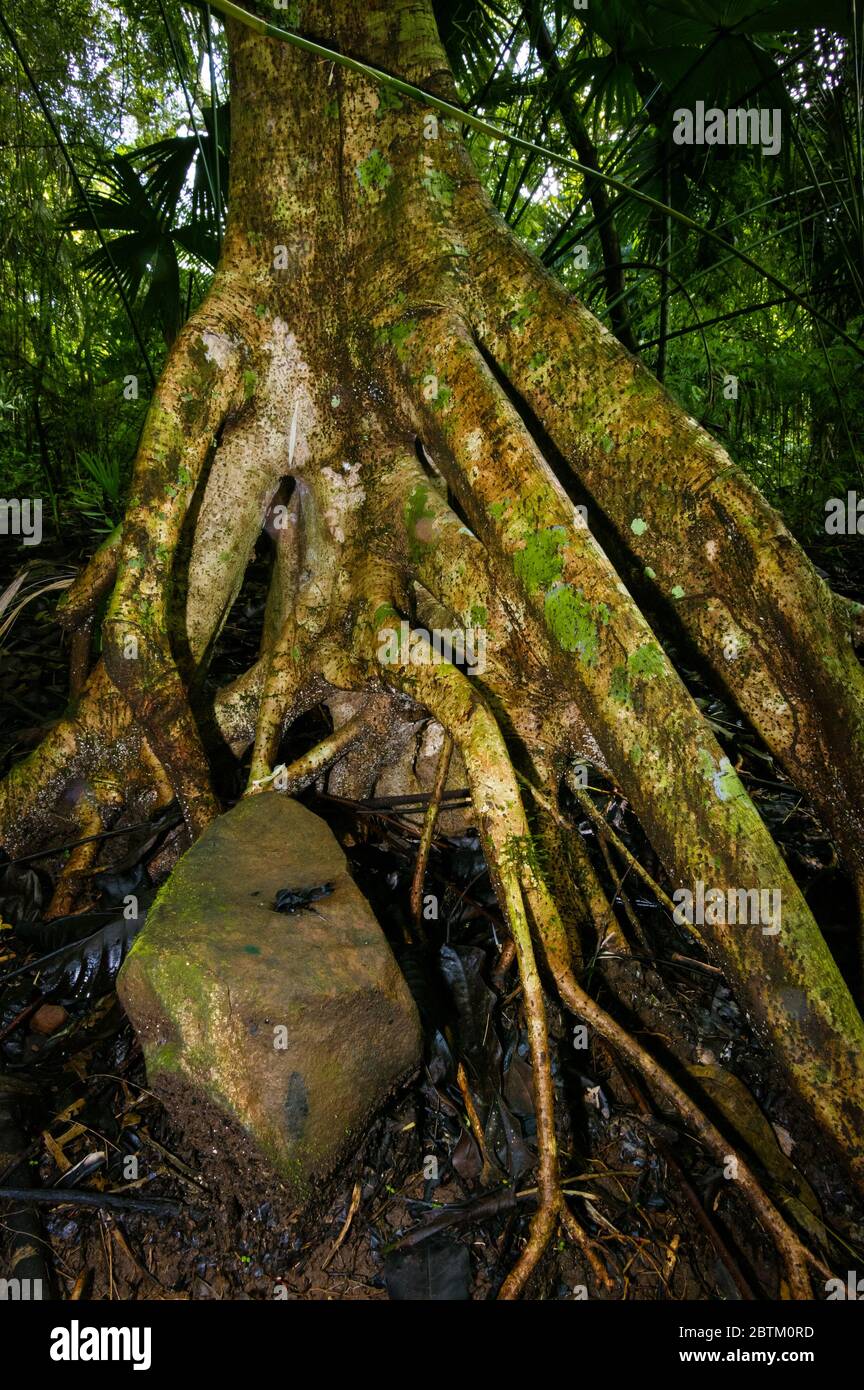 Walking tree in the lush rainforest of Metropolitan park, Panama City, Republic of Panama Stock