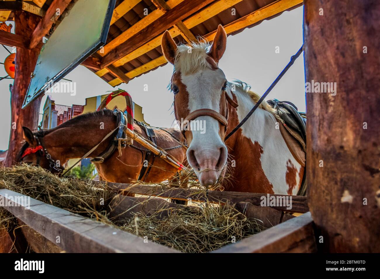 Horses feed from a feeding trough Stock Photo Alamy