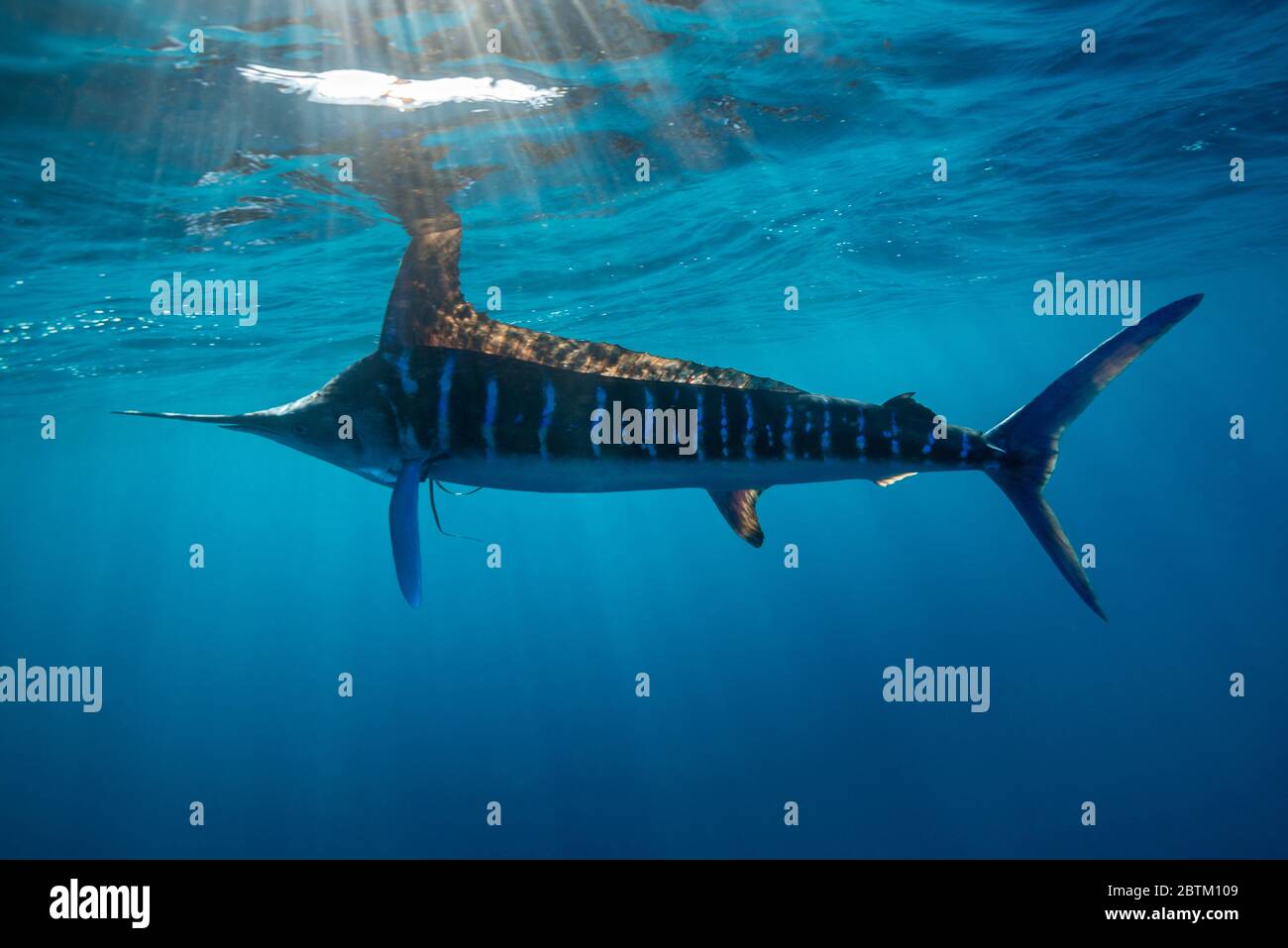 Striped marlin, Pacific Ocean, Baja California, Mexico. Stock Photo