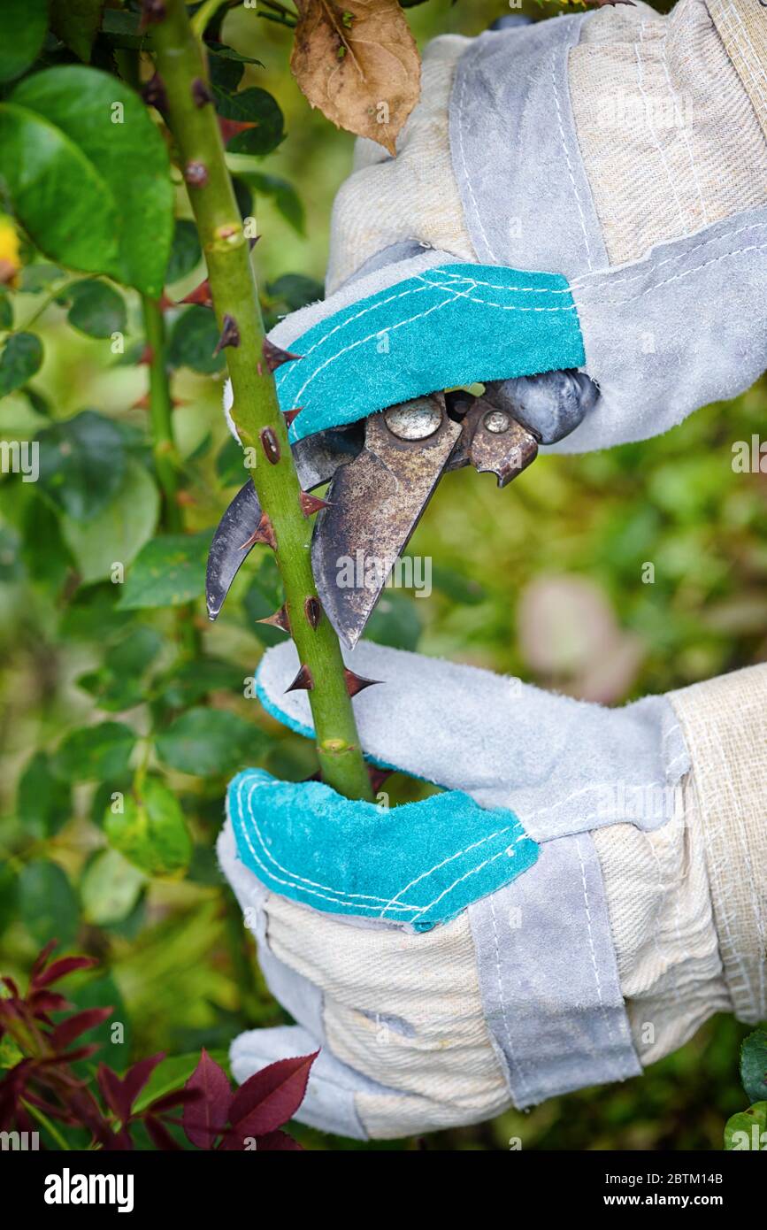 Pruning roses in the garden, gardener's hands with secateurs Stock