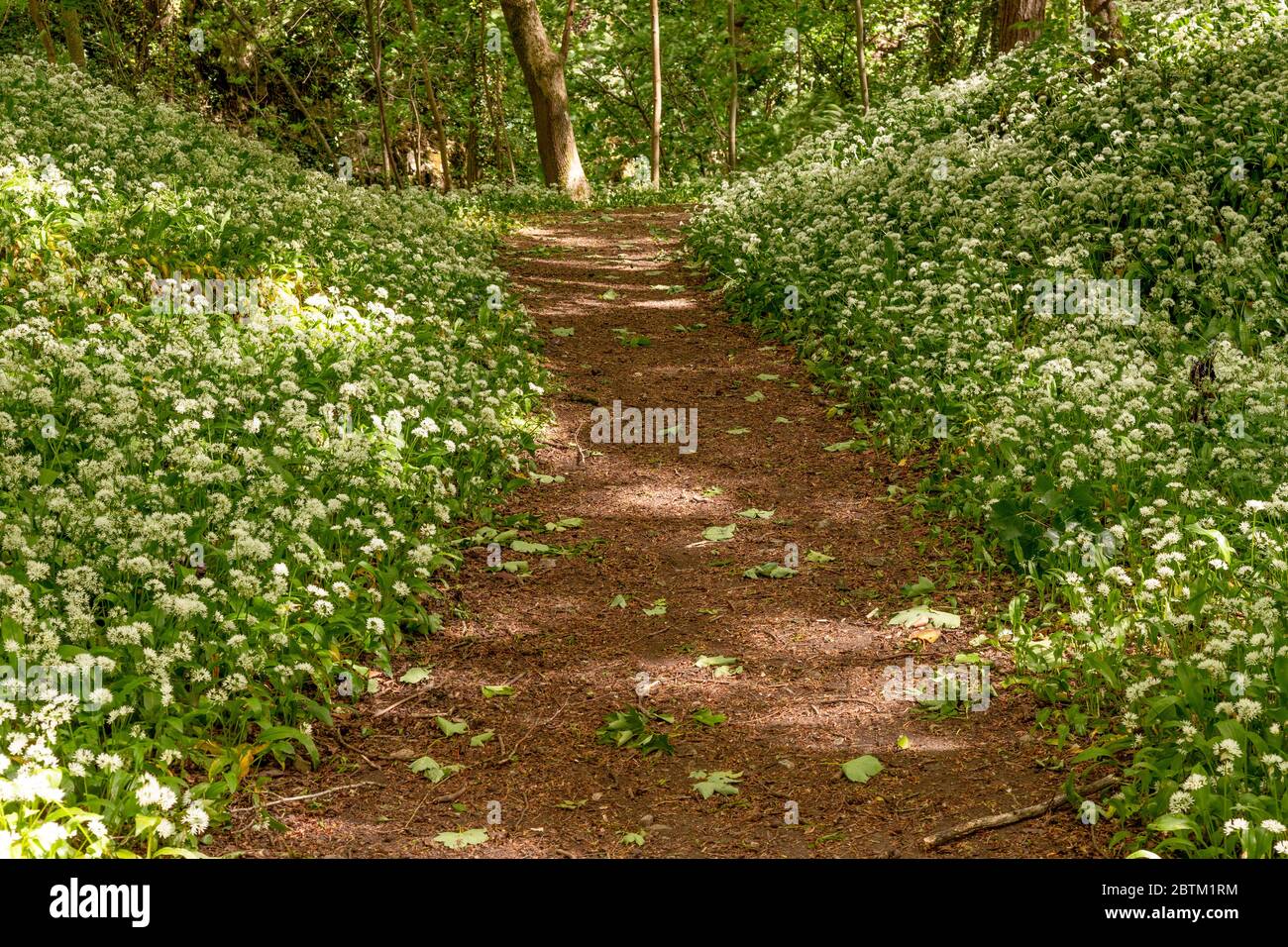 Path through woods carpeted with wild garlic flowers Stock Photo