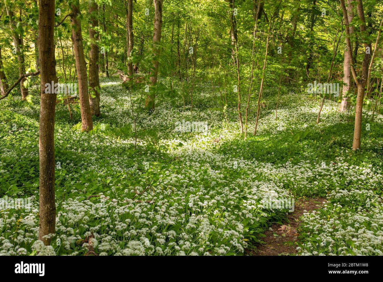 Path through woods carpeted with wild garlic flowers Stock Photo