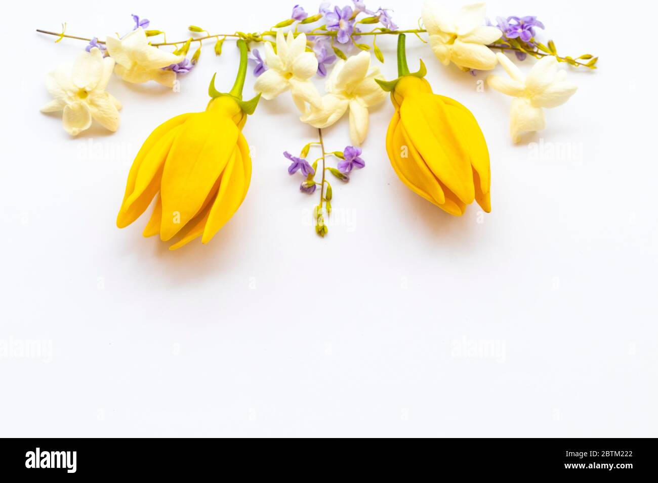 jasmine ylang ylang