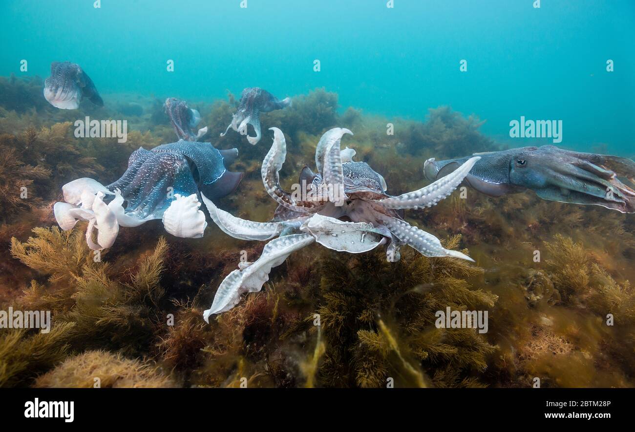 Male giant cuttlefish competing to mate with a female, Point Lowly, South Australia. Stock Photo