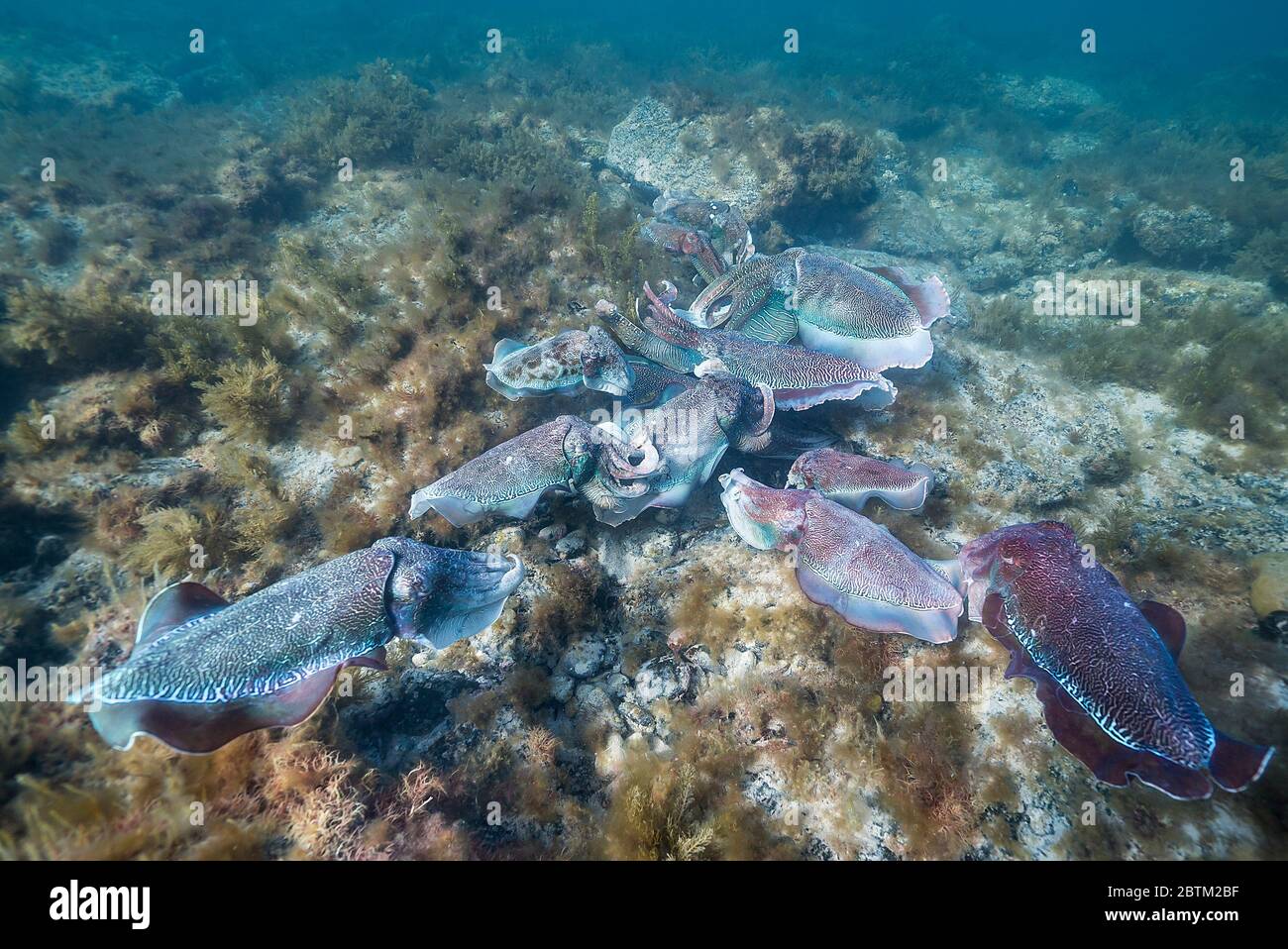 Male giant cuttlefish competing to mate with a female, Point Lowly, South Australia. Stock Photo