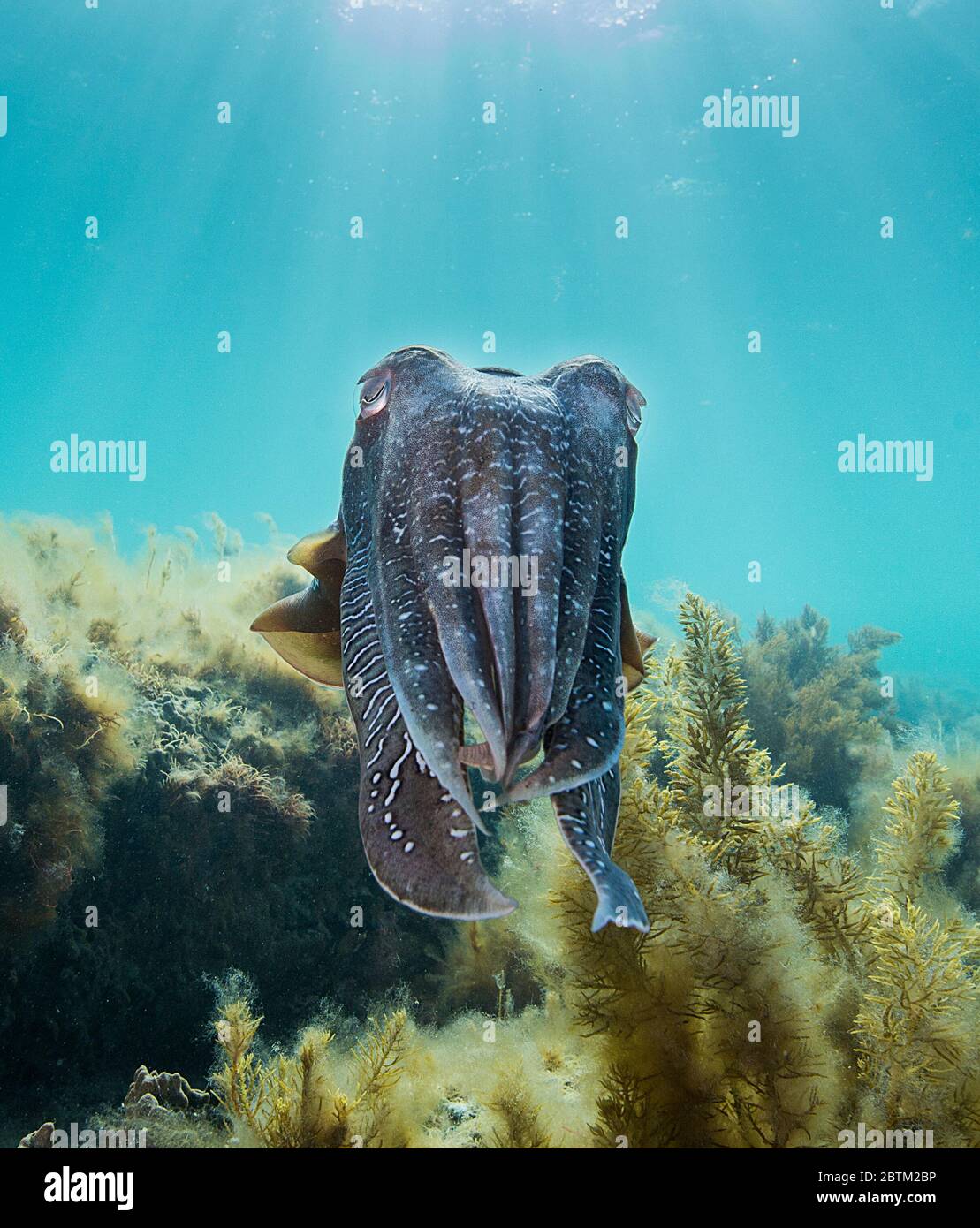 Male giant cuttlefish, Point Lowly, South Australia. Stock Photo