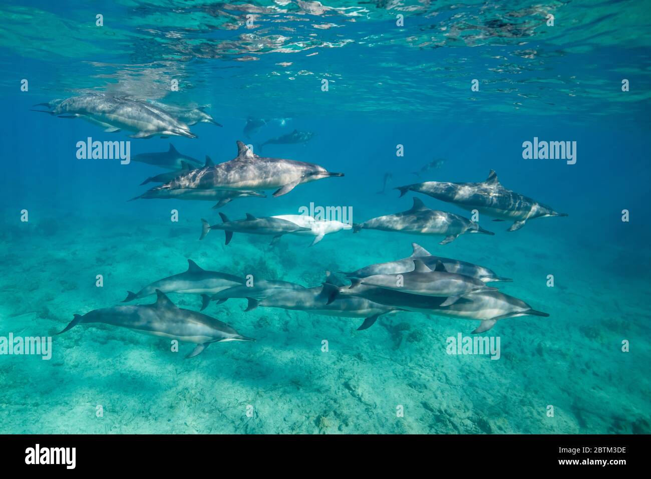 Hawaiian spinner dolphins swimming along the Kona coast, Big Island Hawaii. Stock Photo