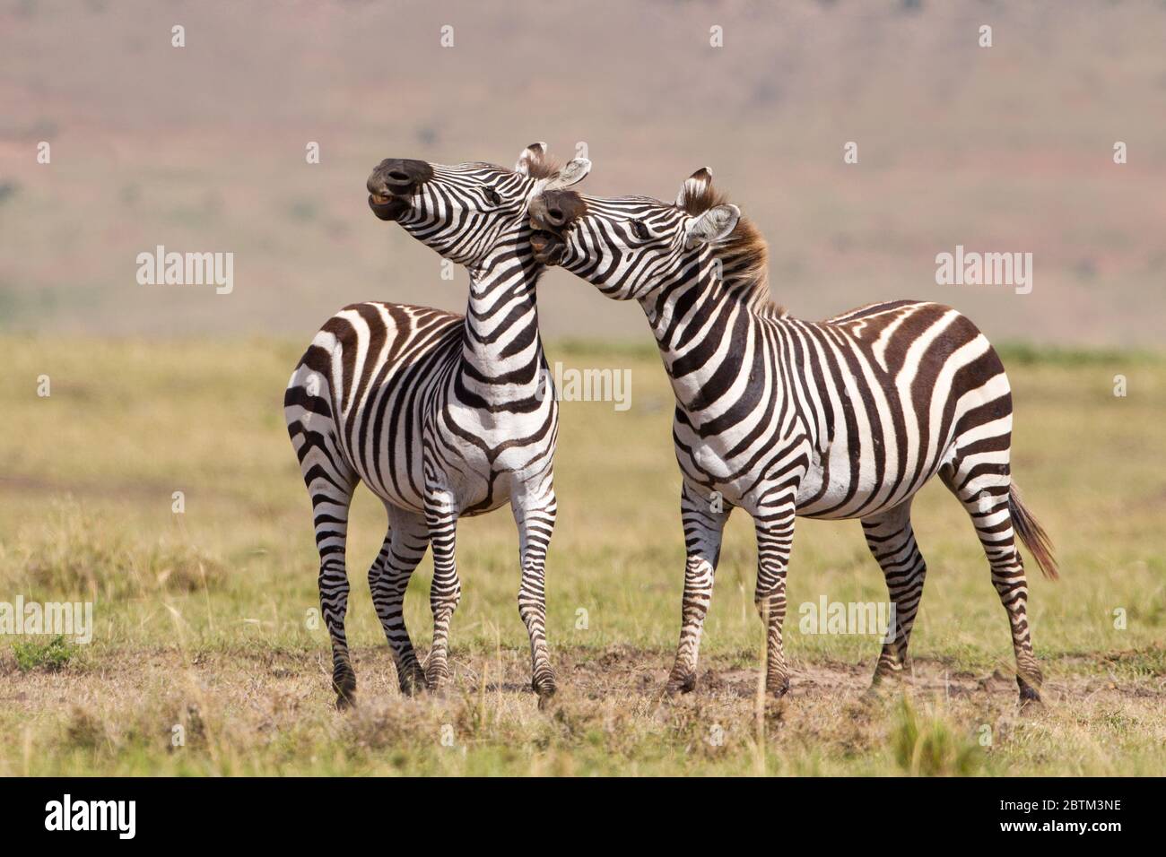Two adult Plains Zebra biting and fighting Masai Mara Kenya Stock Photo