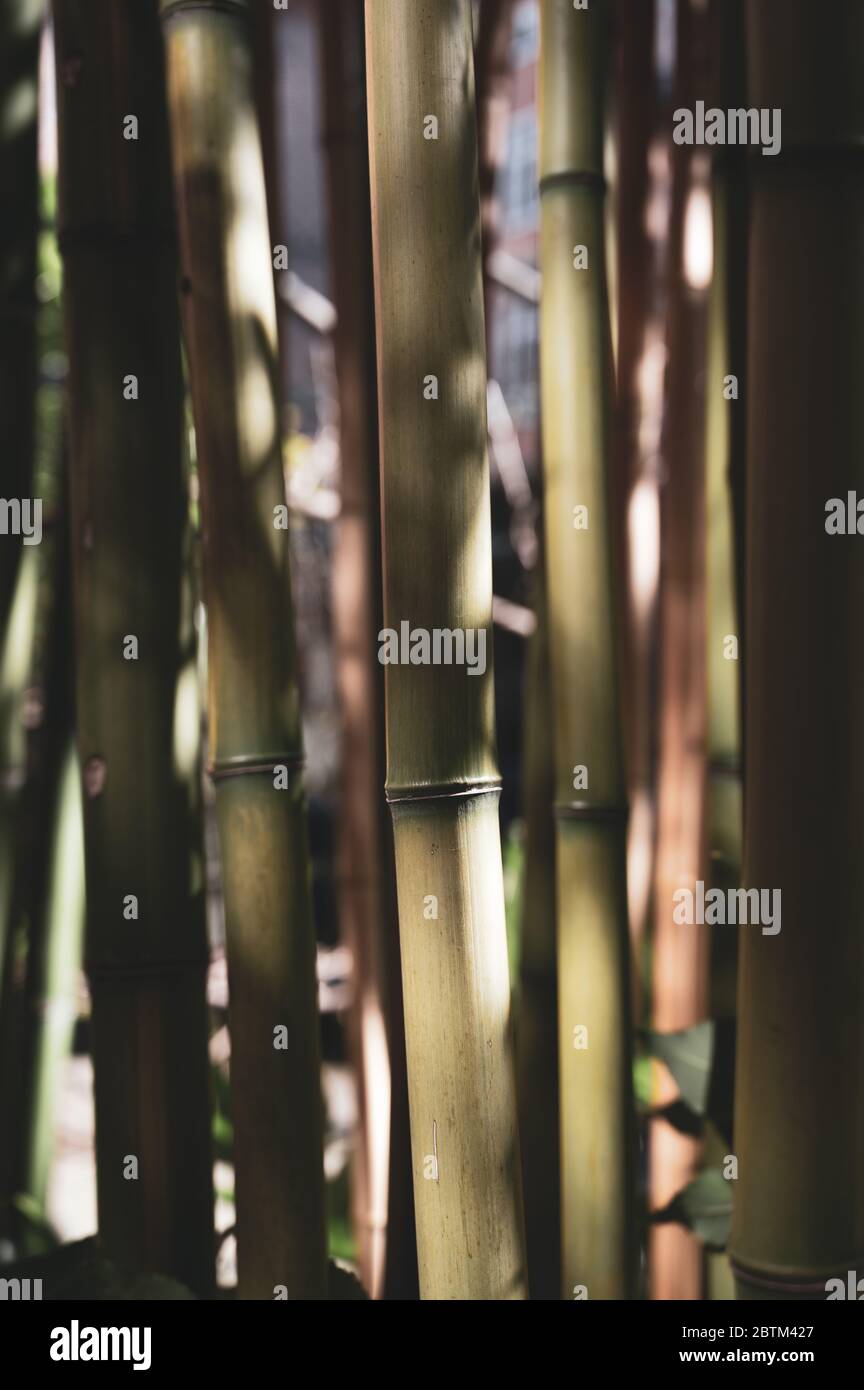 Close up of a shaded area of a bamboo cluster in a garden in Sweden ...