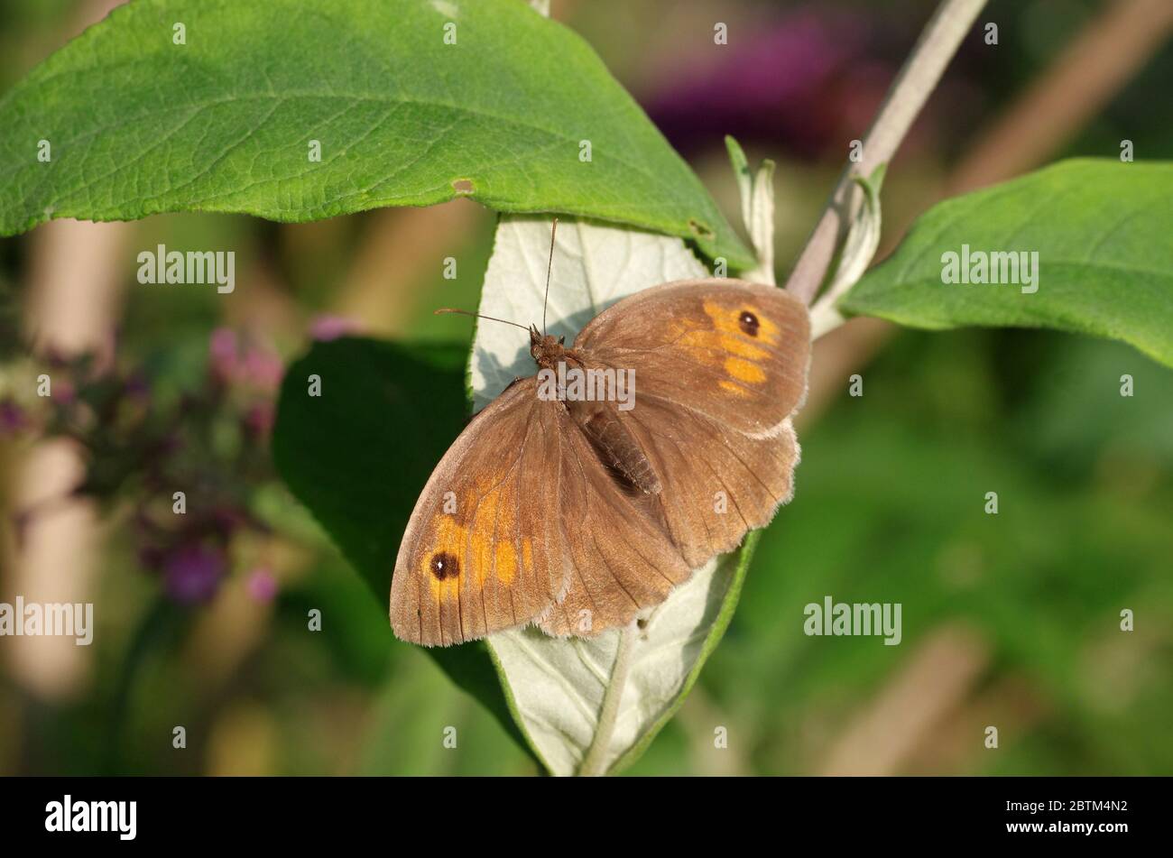in the sunlight, a brown butterfly has opened its wings Stock Photo